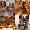 Dogs Accessories Pet Kawaii Dog  Necklace Adjustable Strap for Pet Dog Bow Tie