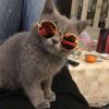 Pet Products Lovely Vintage Round Cat Sunglasses Reflection Eye wear glasses