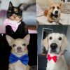 Dogs Accessories Pet Kawaii Dog  Necklace Adjustable Strap for Pet Dog Bow Tie